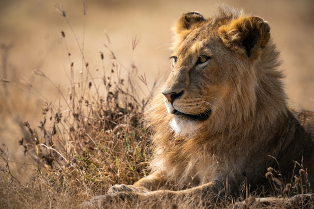 Leone sdraiato a terra sotto la luce del sole con una superficie sfocata