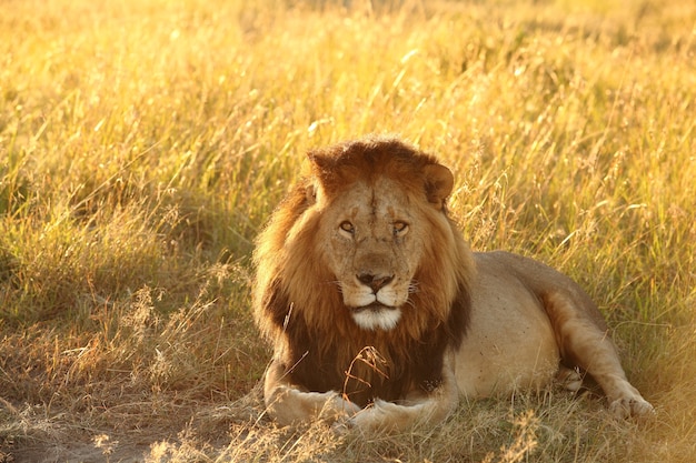 Leone sdraiato in un campo coperto di erba sotto la luce del sole