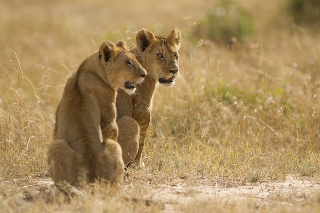 Leonesse che si siedono su un campo coperto di erba in mezzo alla giungla