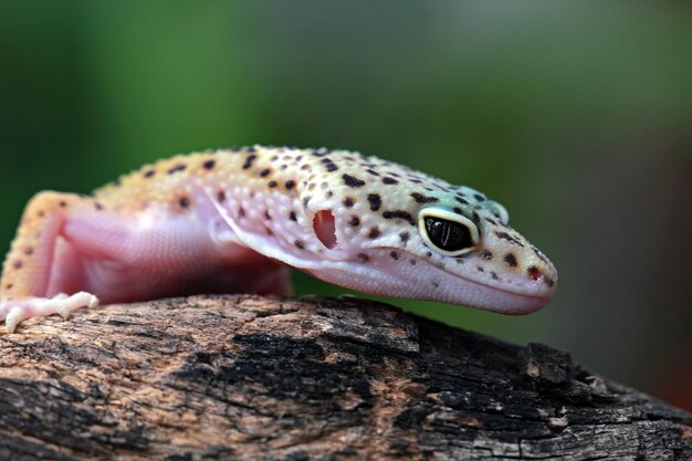 Leopard gecko closeup faccia con sfondo naturale Leopard gecko closeup testa animale primo piano