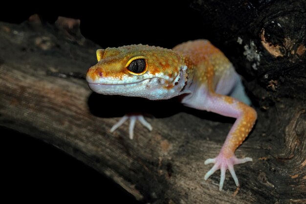 Leopard gecko closeup faccia con sfondo naturale Leopard gecko closeup testa animale primo piano