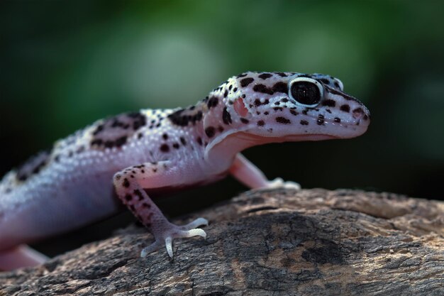 Leopard gecko closeup faccia con sfondo naturale Leopard gecko closeup testa animale primo piano