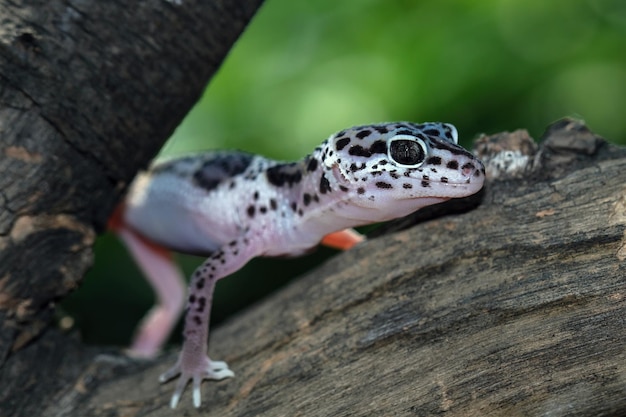 Leopard gecko closeup faccia con sfondo naturale Leopard gecko closeup testa animale primo piano