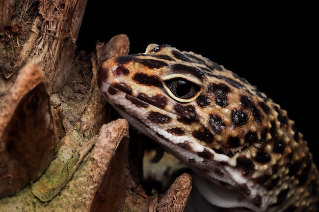 Leopard gecko closeup su pietra di corallo Leopard gecko vista frontale Leopard gecko closeup su sfondo nero