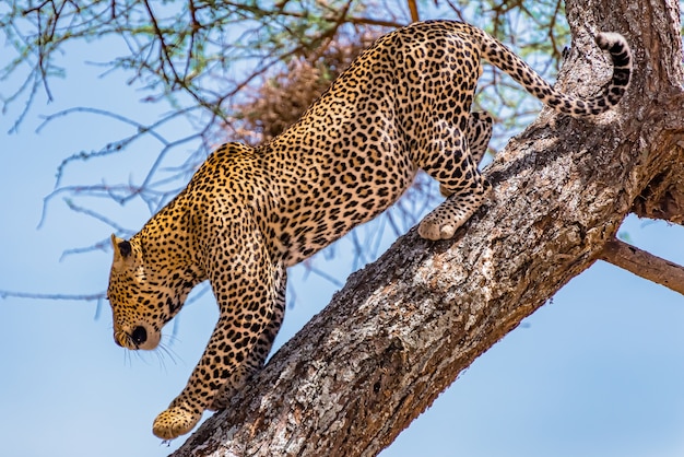 Leopardo africano che scala scendendo l'albero durante il giorno