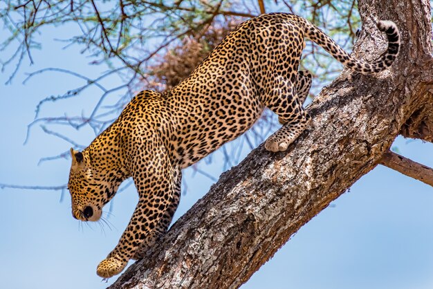 Leopardo africano che scala scendendo l'albero durante il giorno