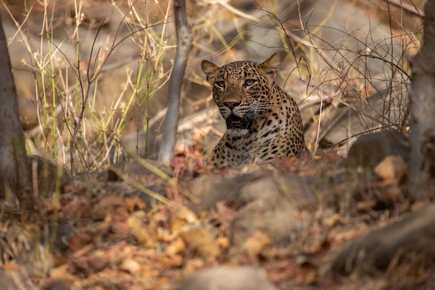 Leopardo indiano nel suo habitat naturale