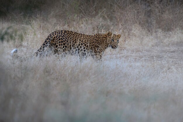 Leopardo indiano nell'habitat naturale Leopardo che riposa sulla roccia Scena della fauna selvatica con animali pericolosi