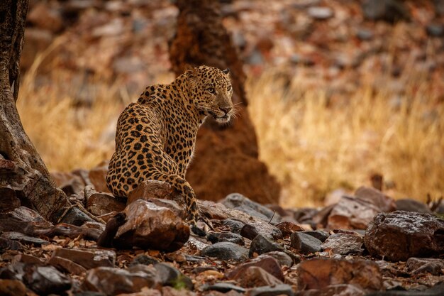 Leopardo indiano nell'habitat naturale Leopardo che riposa sulla roccia Scena della fauna selvatica