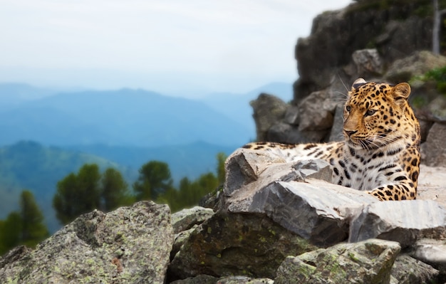 Leopardo sulla roccia