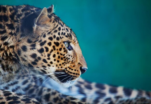 Leopardo