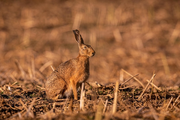 Lepre nella bella luce su prati verdifauna selvatica europea animale selvatico nell'habitat naturale repubblica ceca lepus europaeus