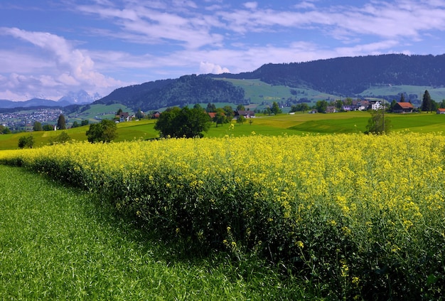 Letto di fiori gialli con petali