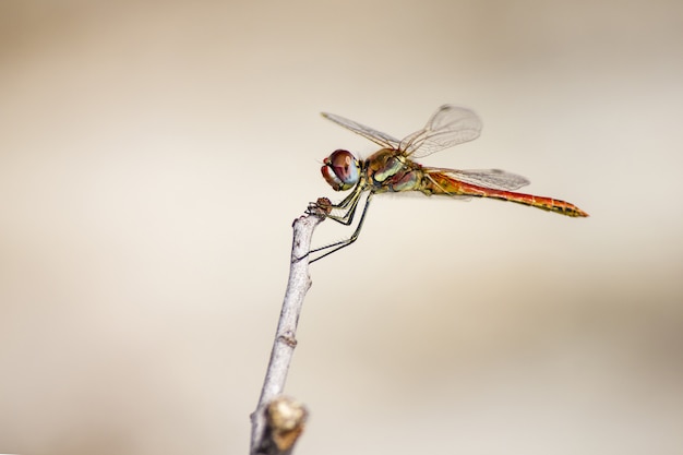 Libellula che si siede sulla fine del gambo in su