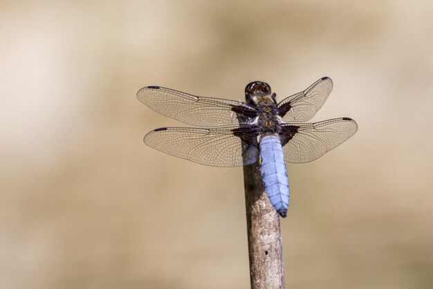 Libellula con ali trasparenti che si siede sul bastone