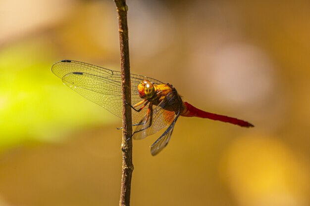 Libellula marrone e nera appollaiata sul gambo marrone