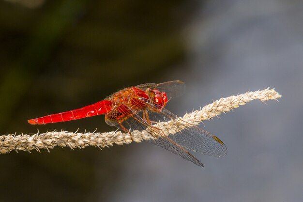 Libellula rossa sul primo piano della pianta