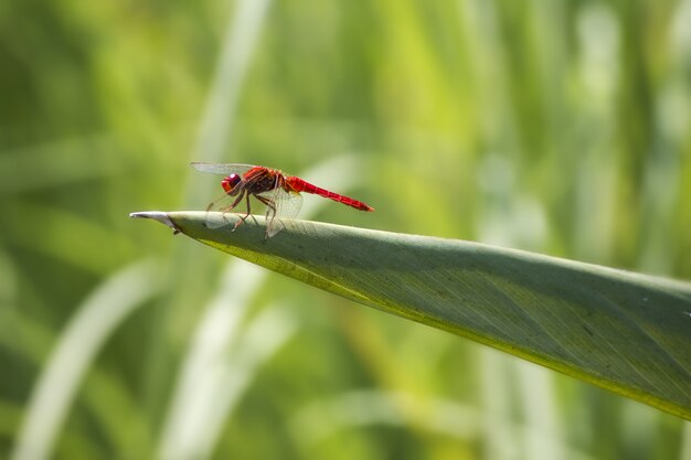 Libellula rossa sulla fine della pianta su