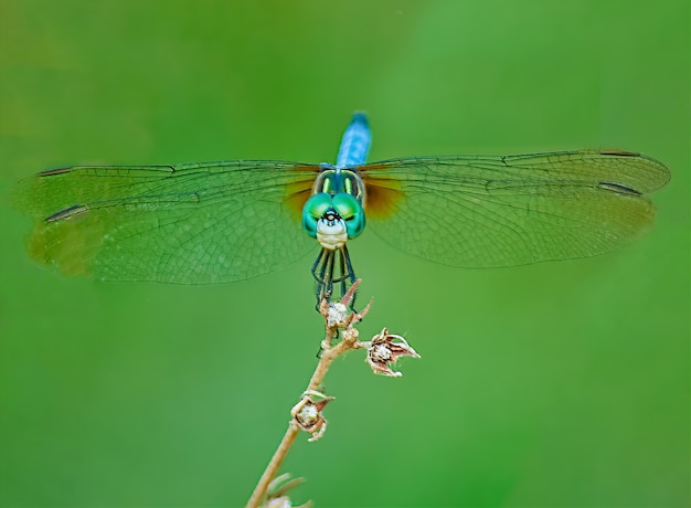 Libellula su un ramo