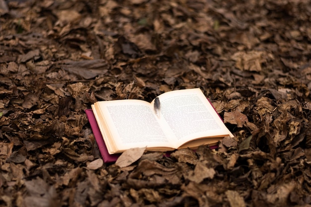 Libri e fantasia still life