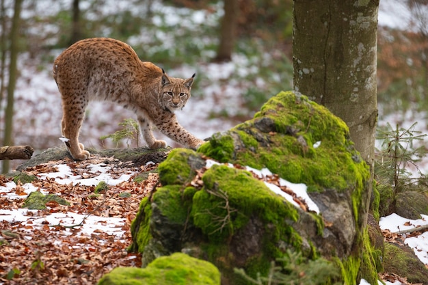 Lince eurasiatica bella e in via di estinzione nell'habitat naturale Lynx lynx