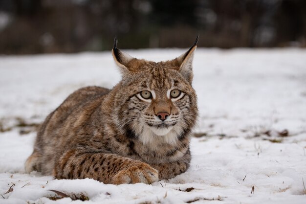 Lince eurasiatica bella e in via di estinzione nell'habitat naturale Lynx lynx