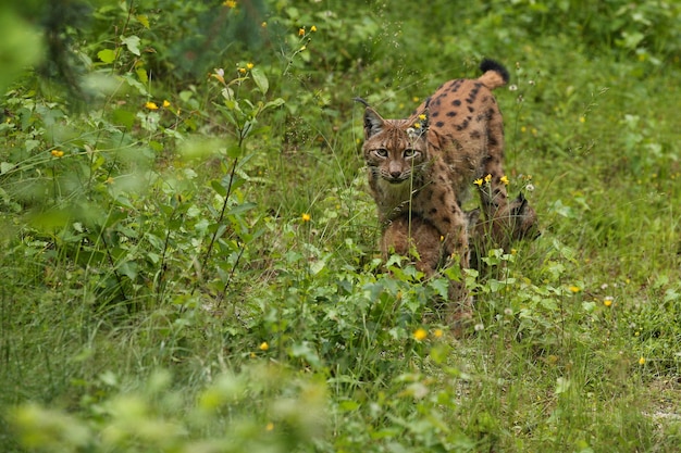 Lince euroasiatica faccia a faccia nel parco nazionale bavarese nella Germania orientale