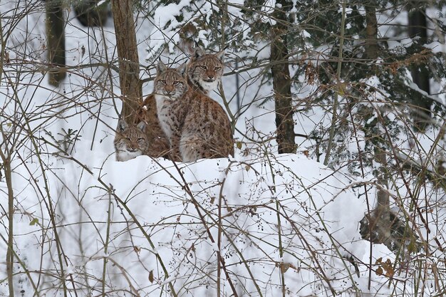 Lince euroasiatica nel parco nazionale bavarese nella Germania orientale