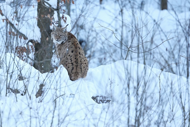 Lince euroasiatica nel parco nazionale bavarese nella Germania orientale