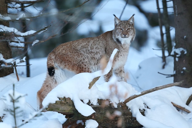 Lince euroasiatica nel parco nazionale bavarese nella Germania orientale