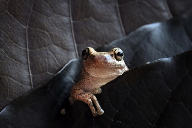 Litoria rosolia raganella appollaiata sulla foglia viola