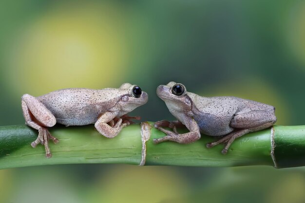 Litoria rosolia raganella tra le foglie verdi