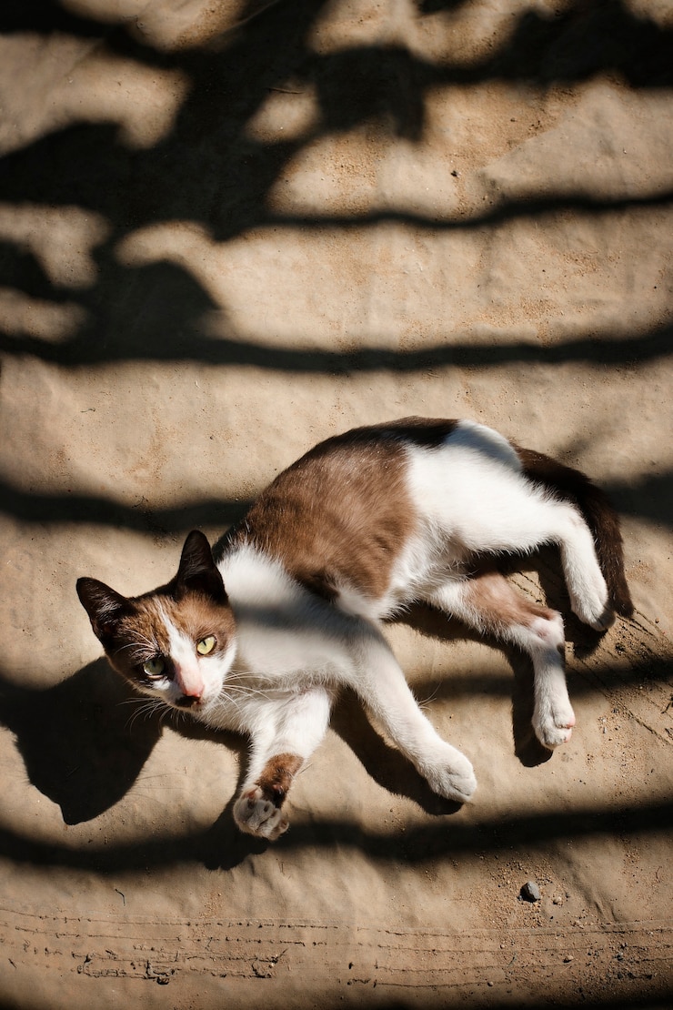 Foto gratuito little cat relaxing outdoors concept