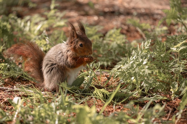 Lo scoiattolo carino mangia una noce in una foresta
