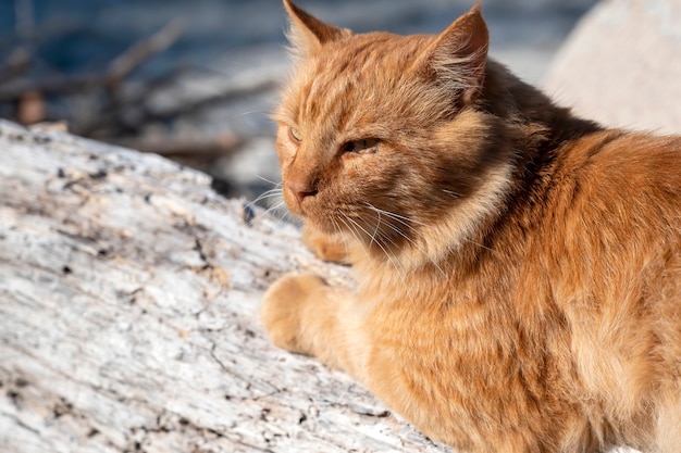 Lo zenzero gatto sdraiato sulle rocce vicino alla costa del Mar Egeo in Grecia