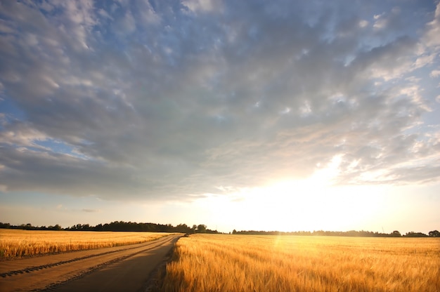 Lonely strada con un campo di grano al tramonto