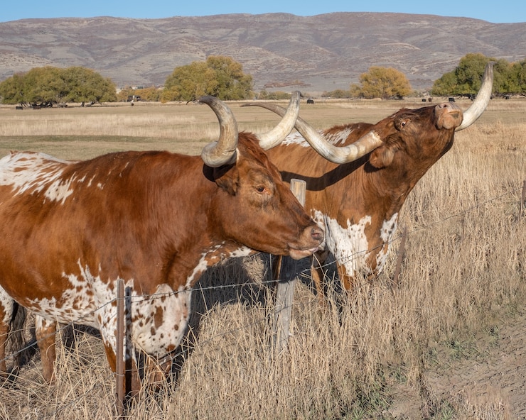 Foto gratuito longhorn steers