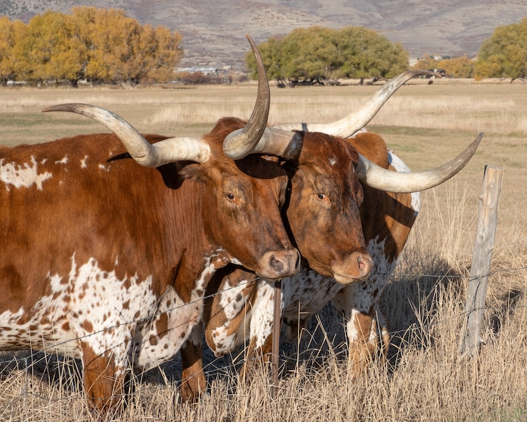 Foto gratuito longhorn steers