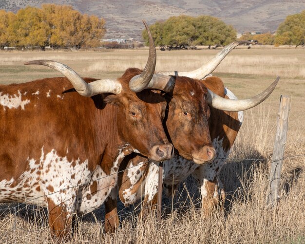 Longhorn Steers