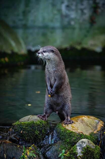 Lontra asiatica dall'artiglio piccolo nell'habitat naturale Lontra nello zoo durante l'ora di pranzo Scena selvaggia con animali in cattività Animali stupefacenti e giocosi Aonyx cinereus