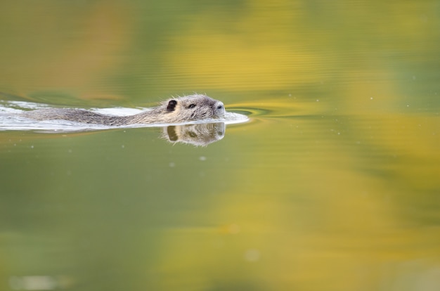 Lontra che nuota in un lago