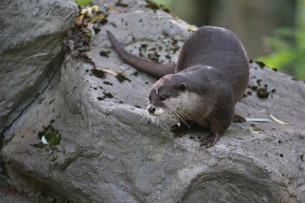 Lontra dai piccoli artigli asiatica nell'habitat naturale