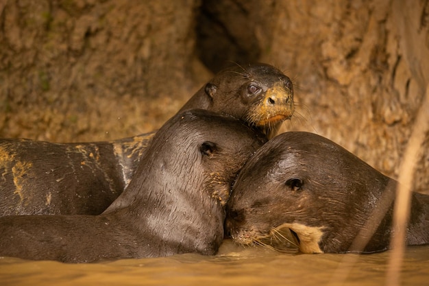 Lontra di fiume gigante che si nutre nell'habitat naturale Brasile selvatico Fauna brasiliana Ricco Pantanal Watter animale Creatura molto intelligente Pesca pesci