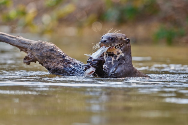 Lontra di fiume gigante nell'habitat naturale