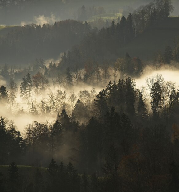 Lotto di alberi dalle foglie verdi