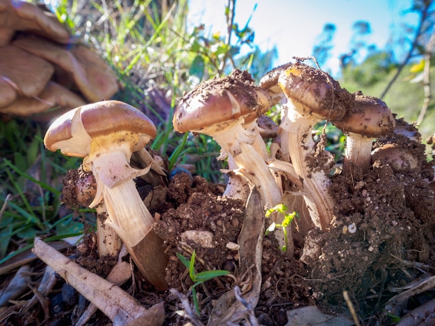 Lotto di funghi Agaricus bisporus che crescono in una foresta