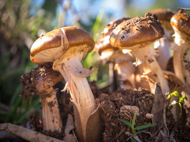 Lotto di funghi Agaricus bisporus che crescono in una foresta