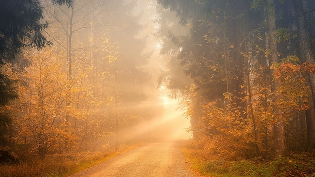 Luce attraverso la strada tra gli alberi