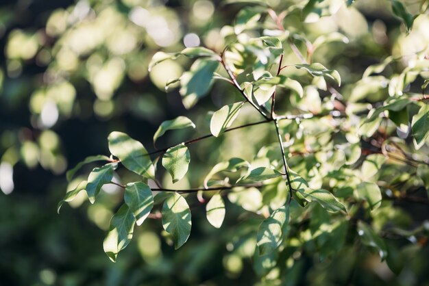 Luce naturale del sole del sole della natura