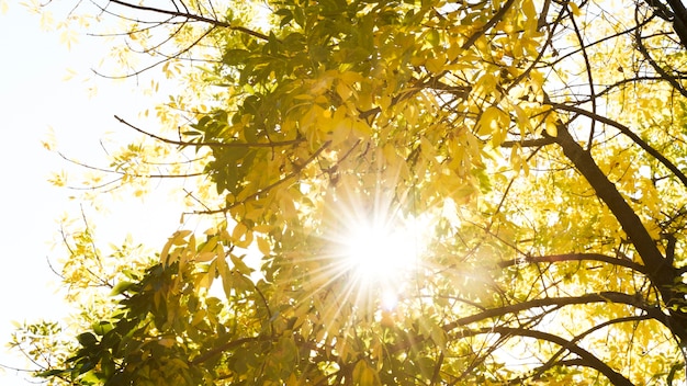 Luce solare che passa attraverso gli alberi d&#39;autunno